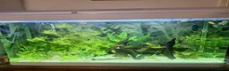 Barbs fish for sale: Boyu  aquarium including fish  in Chard - Advert 1