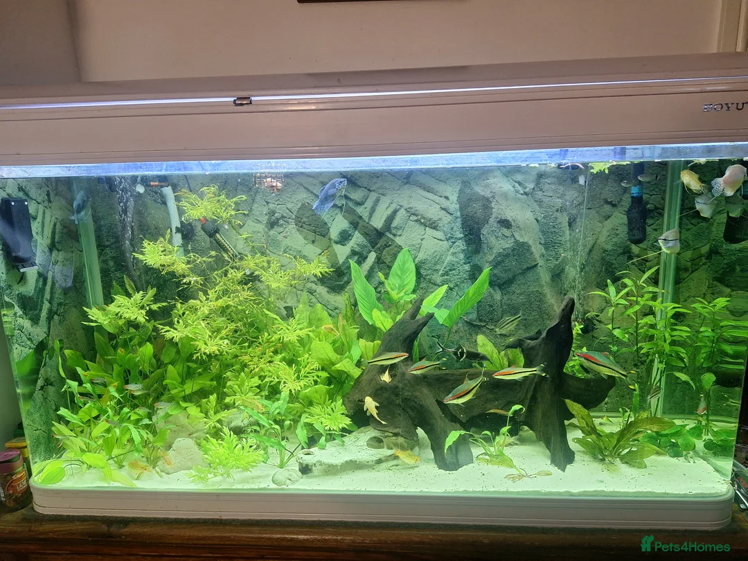 Barbs fish for sale: Boyu  aquarium including fish  in Chard - Advert 1