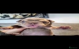 Olde English Bulldogge dogs for sale: Old English Bulldog Puppies - Image 7