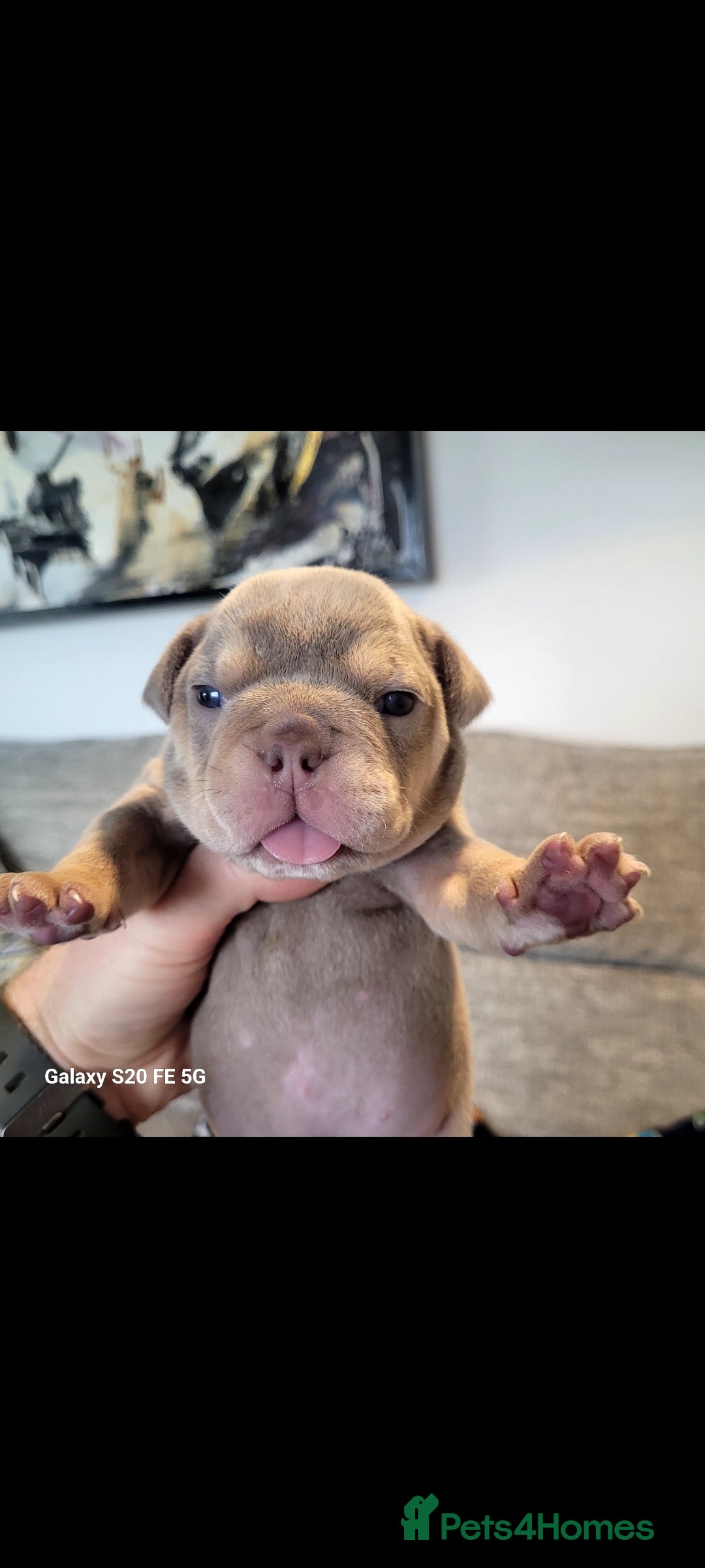 Olde English Bulldogge dogs for sale: Old English Bulldog Puppies - Image 7