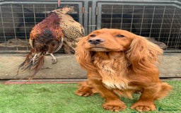 Cocker Spaniel dogs for sale: 🧡 Waiting List OPEN! 🧡 Fox Red WCS - Image 17
