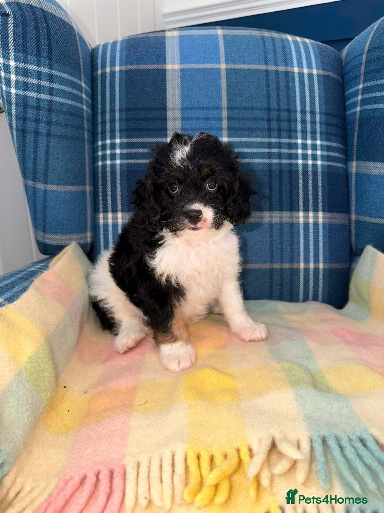 Cavapoo dogs One Stunning Tri Colour Cavapoo Girl - Advert 2