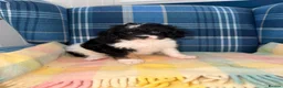 Cavapoo dogs for sale: 💜💖One Stunning Tri Colour Cavapoo Girl🩷💜 - Advert 2