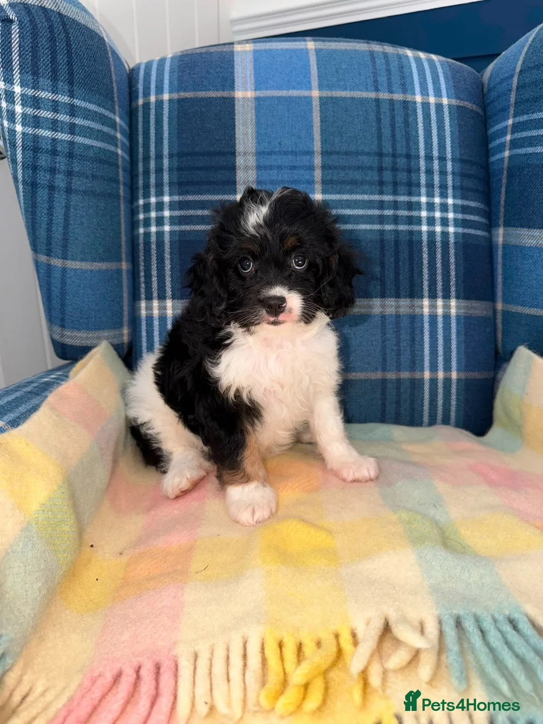 Cavapoo dogs for sale: 💜💖One Stunning Tri Colour Cavapoo Girl🩷💜 - Advert 2