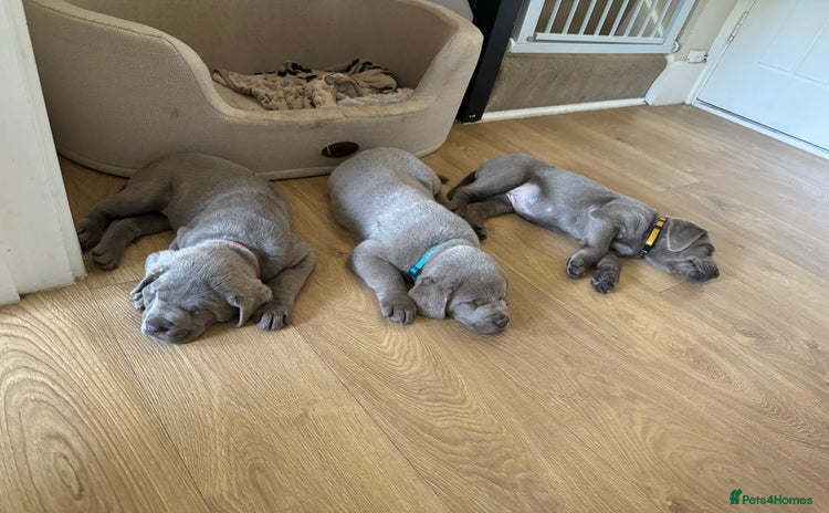 Labrador Retriever dogs in Wantage - Advert 6
