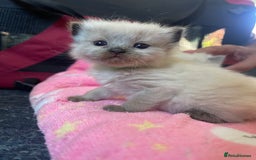 Ragdoll cats for sale: ✨Ragdoll Kittens Available – European Lines ✨ - Image 5