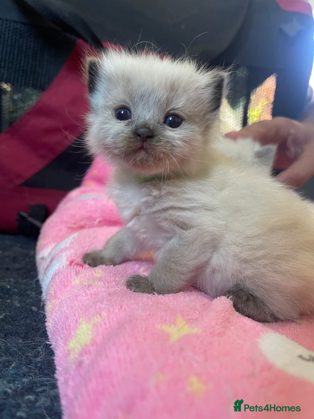Ragdoll cats for sale: ✨Ragdoll Kittens Available – European Lines ✨ - Image 5