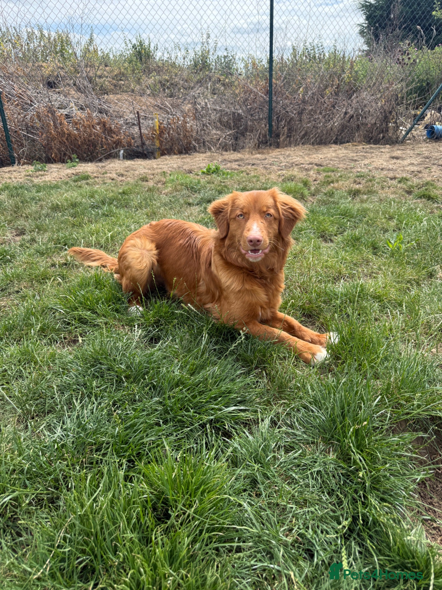 Nova Scotia Duck Tolling Retriever dogs Handsome kc registered Nova Scotia boy  - Advert 10