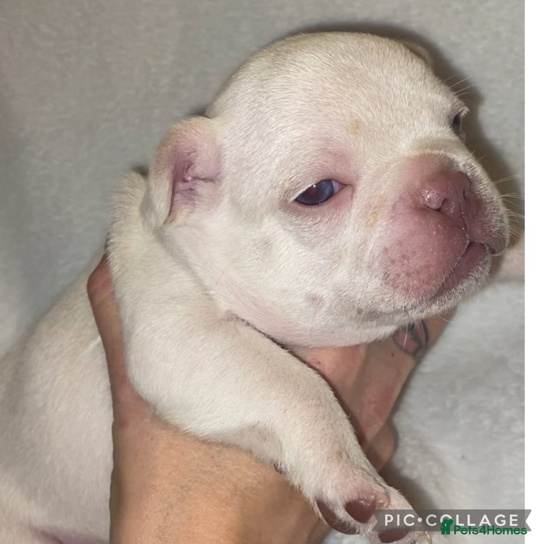 French Bulldog dogs for sale: Beautiful French bulldogs  - Advert 2