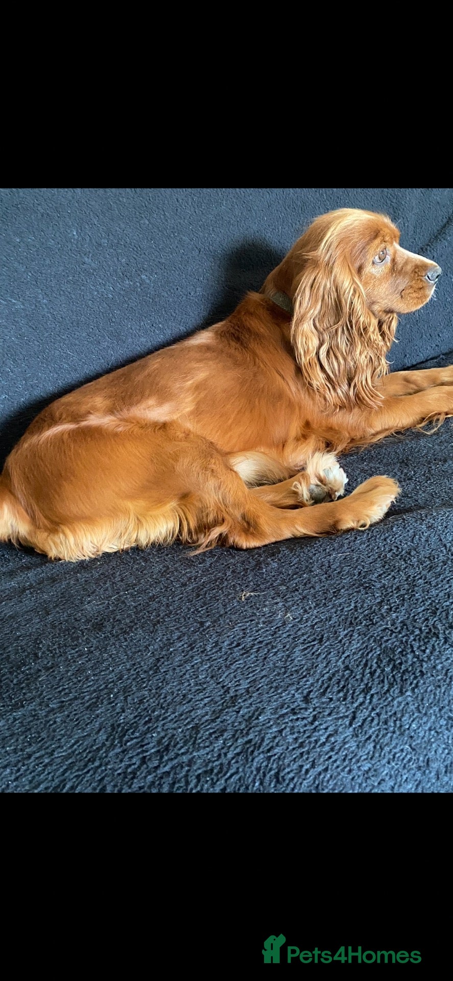 Cocker Spaniel dogs for stud: adoption foster  - Advert 2