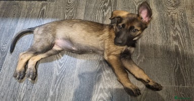 German Shepherd dogs - Advert 15