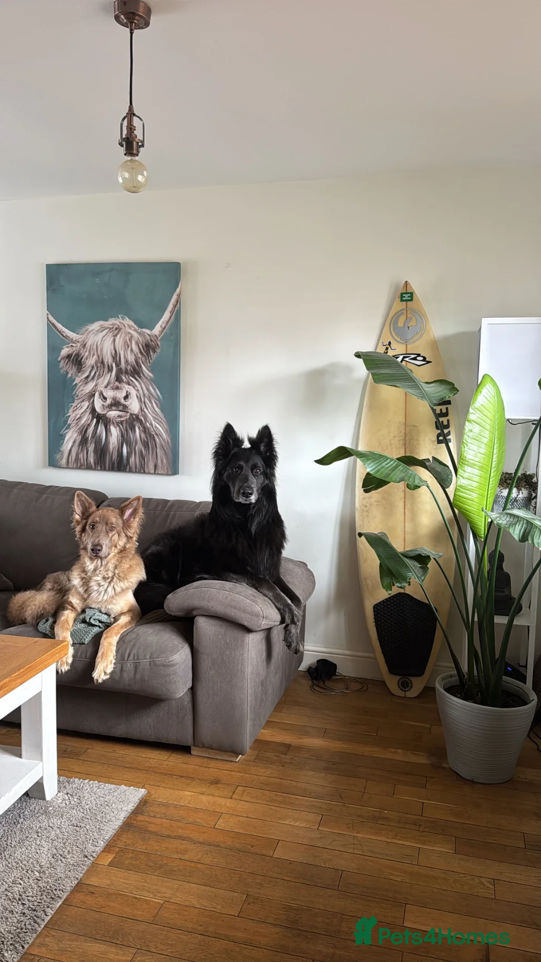 German Shepherd dogs for sale: RARE Isabella + Blue Alsatian  - Advert 2