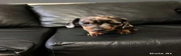 Miniature Dachshund dogs for sale: Beautiful Dapple Miniature Dachshund Puppy - Advert 6
