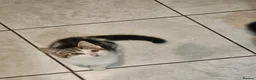 Mixed Breed cats for sale: Beautiful kitties  - Advert 9