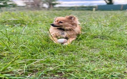 Pomeranian dogs for sale: Teddy - Image 5