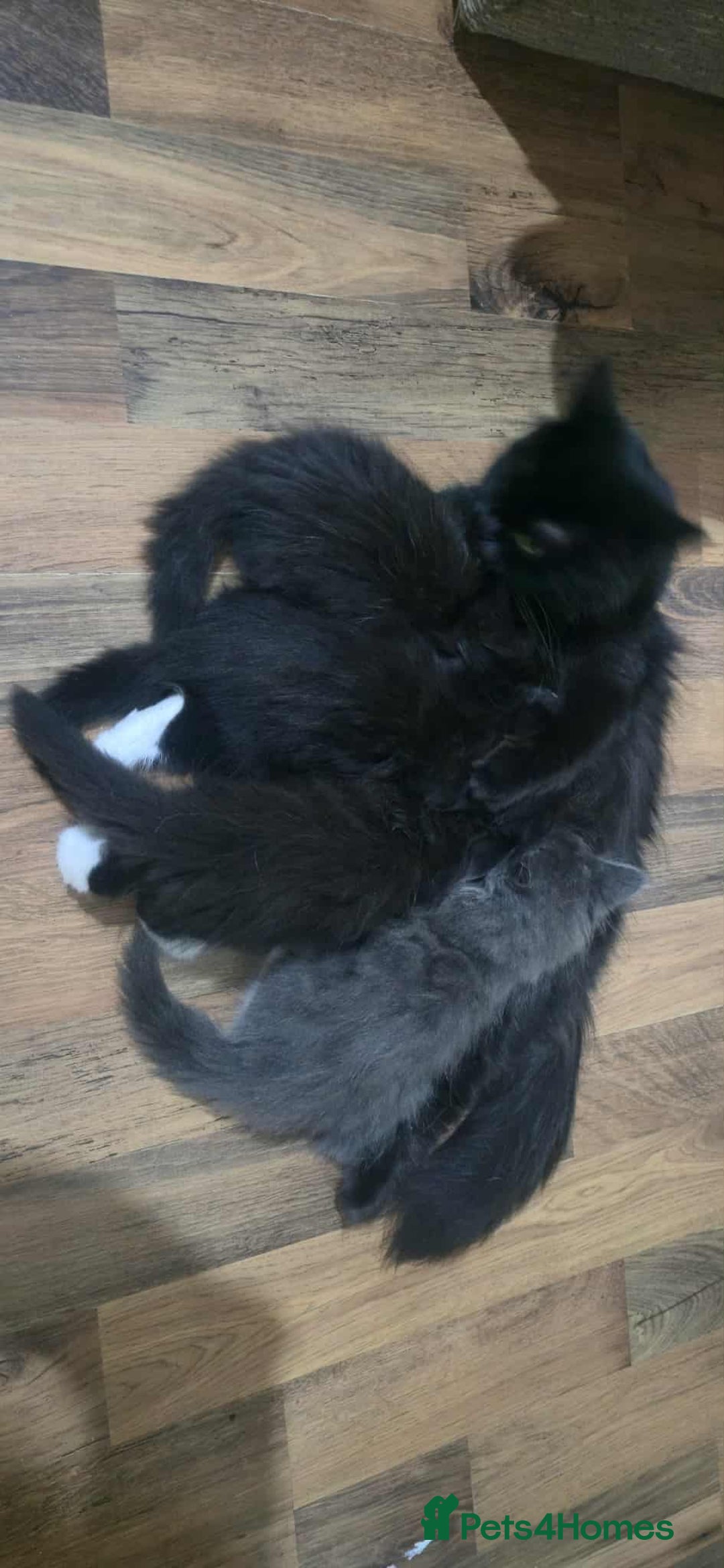 Mixed Breed cats for sale: Lovely Persian mix kittens - Image 14