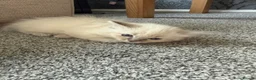 Ragdoll cats for sale: 2 Beautiful Female Ragdoll Kittens  - Advert 4