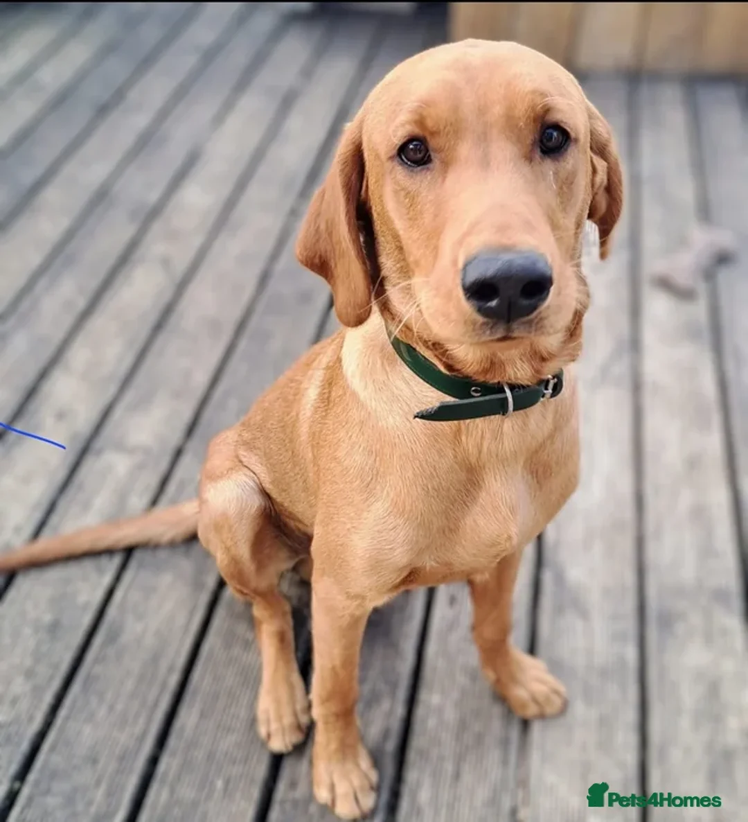 Labrador Retriever dogs for stud: Stud. Dexter, 3. KC registered - Advert 1