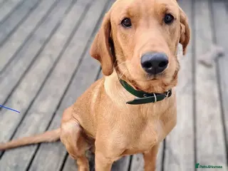 Labrador Retriever dogs for stud: Proven Stud. Dexter, 3. KC registered - Advert 1