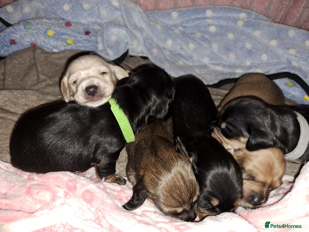 Miniature Dachshund dogs for stud: Smooth Coated Cream Stud carries Long haired B & T - Advert 8