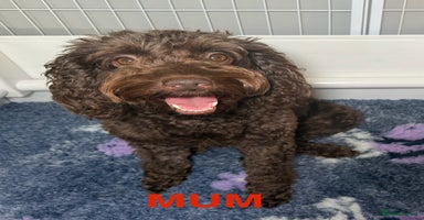 Cockapoo dogs - Advert 4