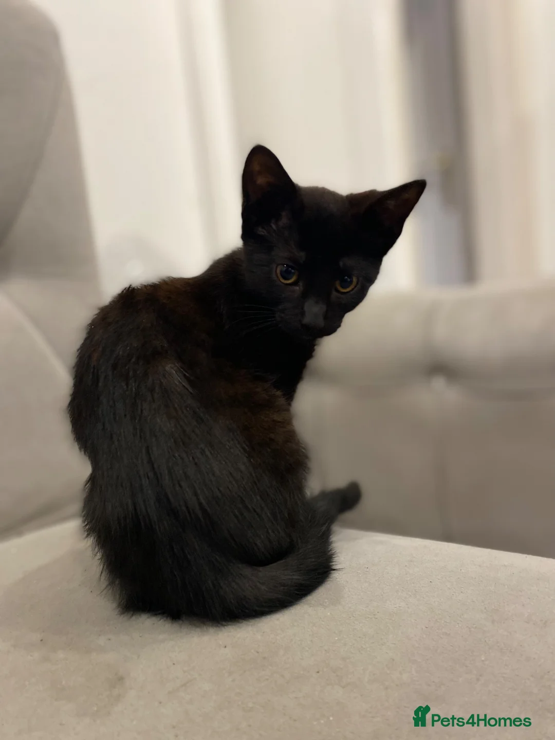 Mixed Breed cats for sale: Beautiful cats - Advert 2