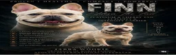 French Bulldog dogs for sale: 💥Stunning French Bulldog Puppies💥 - Advert 13