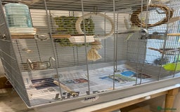 Cockatiels birds for sale: Beautiful Lutino Female Cockateil - Image 8