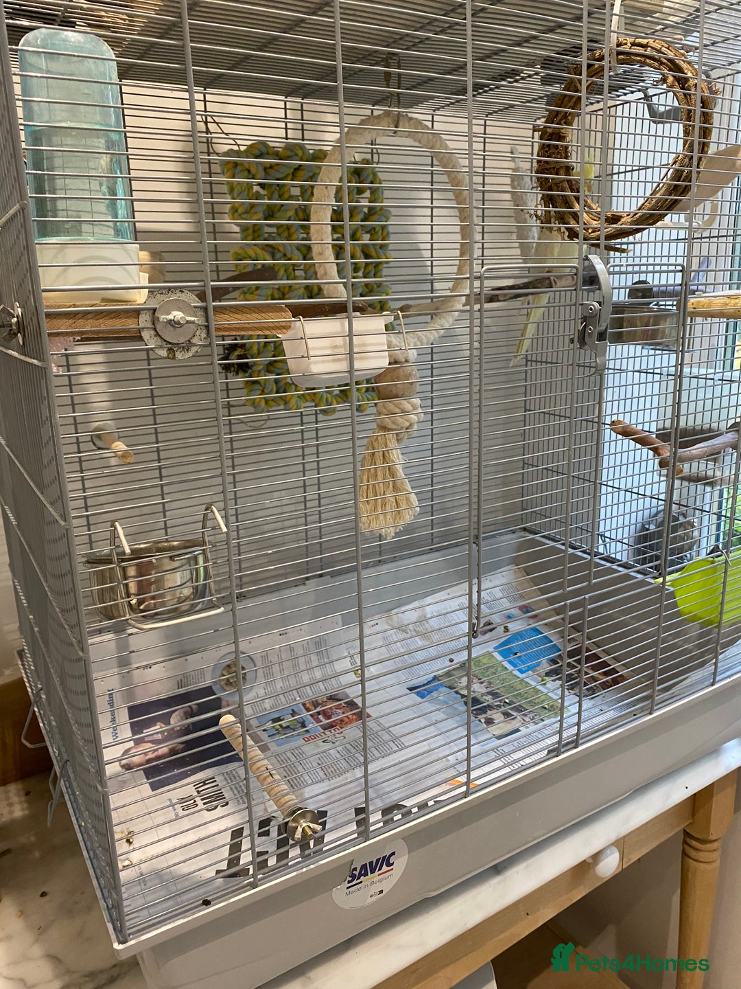 Cockatiels birds for sale: Beautiful Lutino Female Cockateil - Image 8