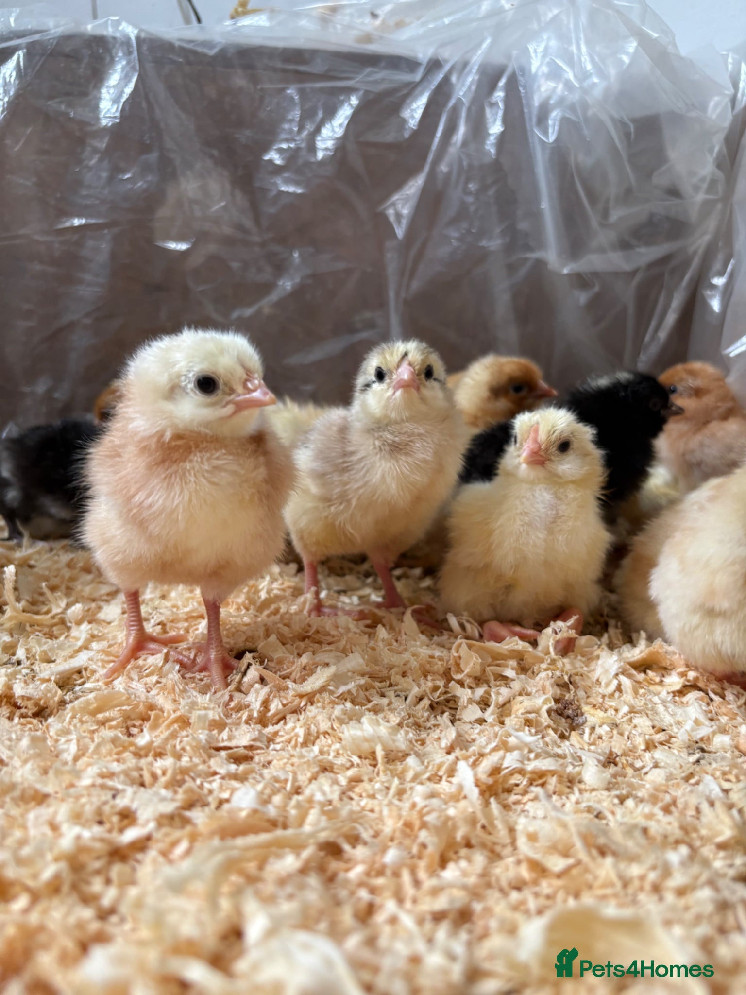 Chickens poultry 1 day old Chicks - Advert 3