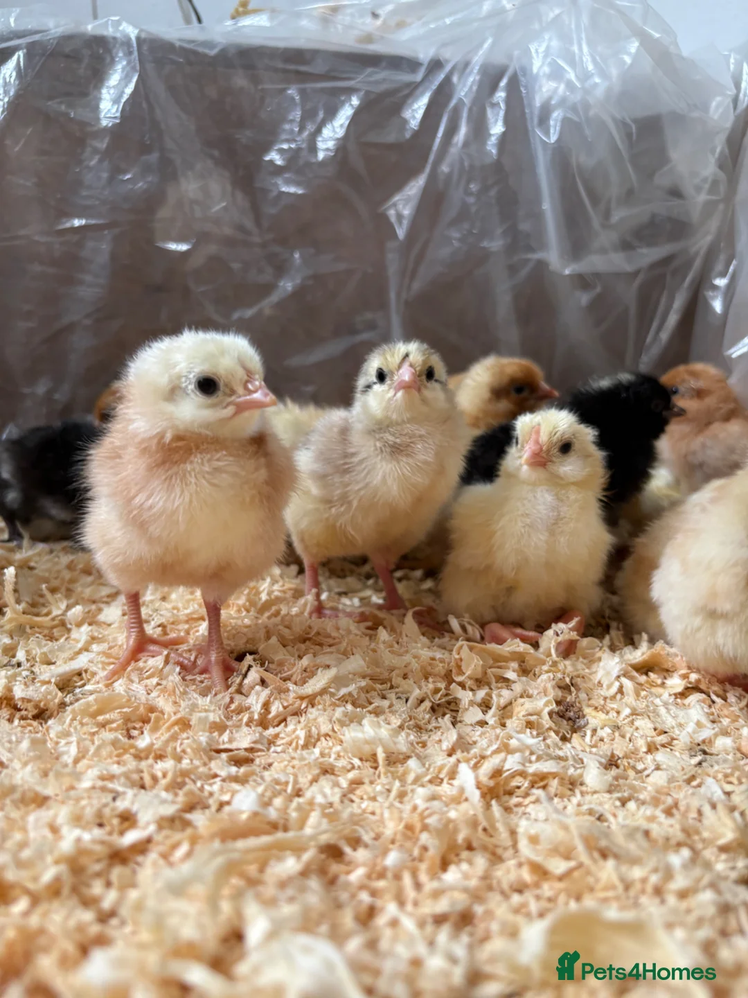 Chickens poultry for sale: 1 day old Chicks - Advert 1