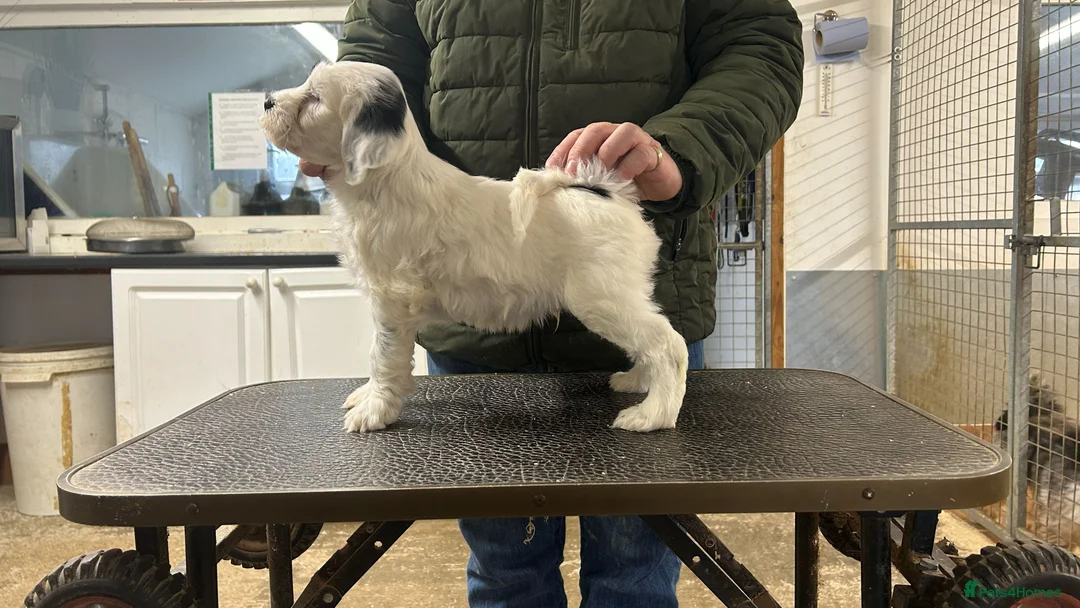 Tibetan Terrier dogs for sale: Araki Tibetan Terriers Puppies Available - Advert 5