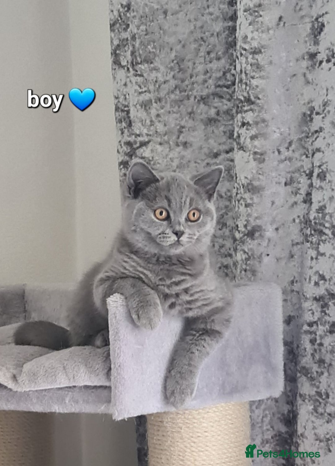 British Shorthair cats for sale: GCCF Lilac Blue & Bicolor quality BSH kittens  - Image 10