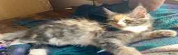 Maine Coon cats for sale: PEDIGREE MAINE COON KITTENS 3 boys/3girls - Advert 7