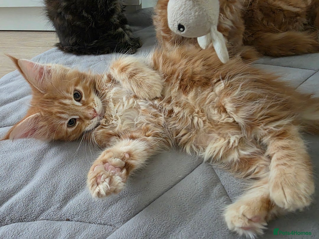 Maine Coon cats for sale: TICA - Maine Coon - All boys have been reserved 🤎 - Image 35