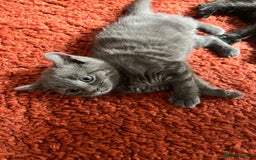 British Shorthair cats for sale: Kitten - Image 3