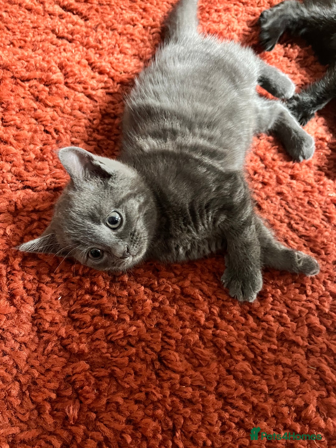 British Shorthair cats for sale: Kitten - Image 3