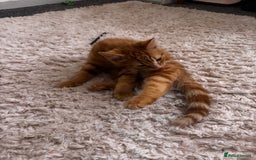 Mixed Breed cats for sale: 2 Beautiful moggys for sale  - Image 3