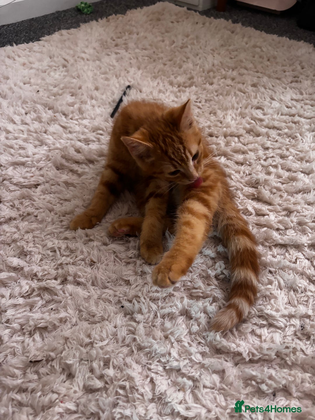 Mixed Breed cats for sale: 2 Beautiful moggys for sale  - Image 3
