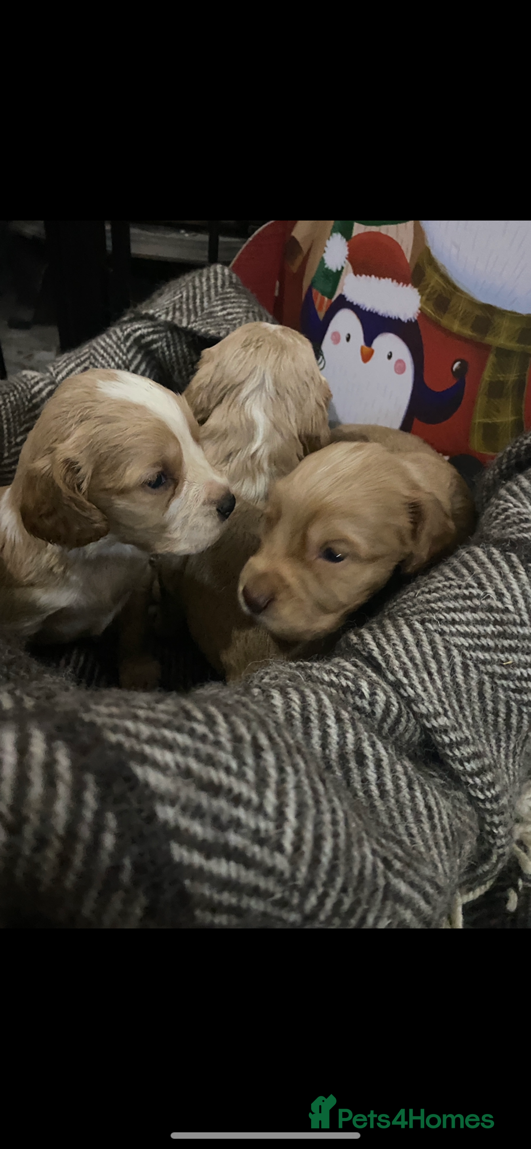 Cocker Spaniel dogs for sale: Cocker spaniel puppies for sale  - Advert 4