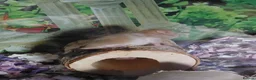 Hamster rodents for sale: Syrain hamster pups in Derby - Advert 8