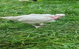 Chickens poultry for sale: Transylvanian Naked Neck Chicks - Image 30