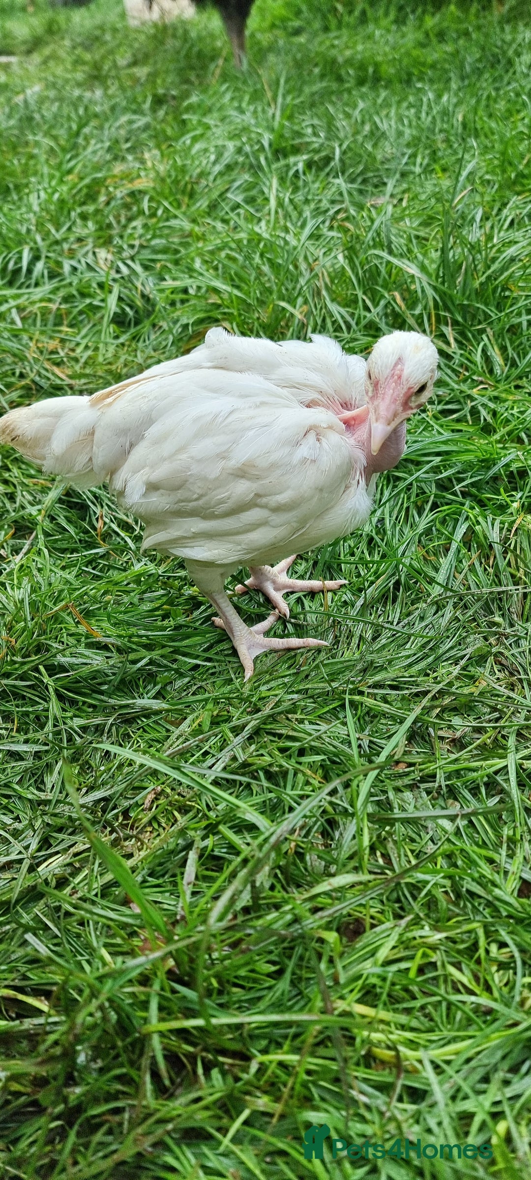 Chickens poultry for sale: Transylvanian Naked Neck Chicks - Image 30