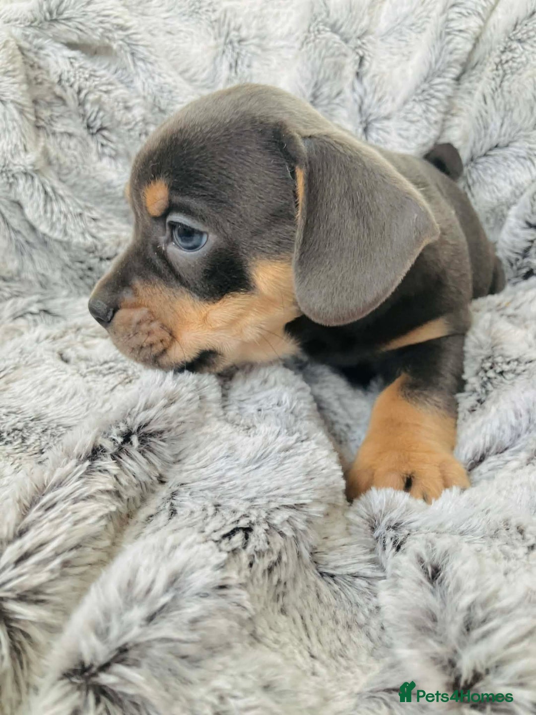 Mixed Breed dogs for sale: Bulldog x Mini Dachshund Puppies - Advert 16
