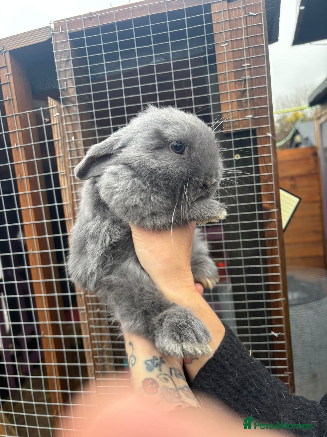 Mini Lop rabbits for sale: Pair of  female mini lops ready now  - Advert 2