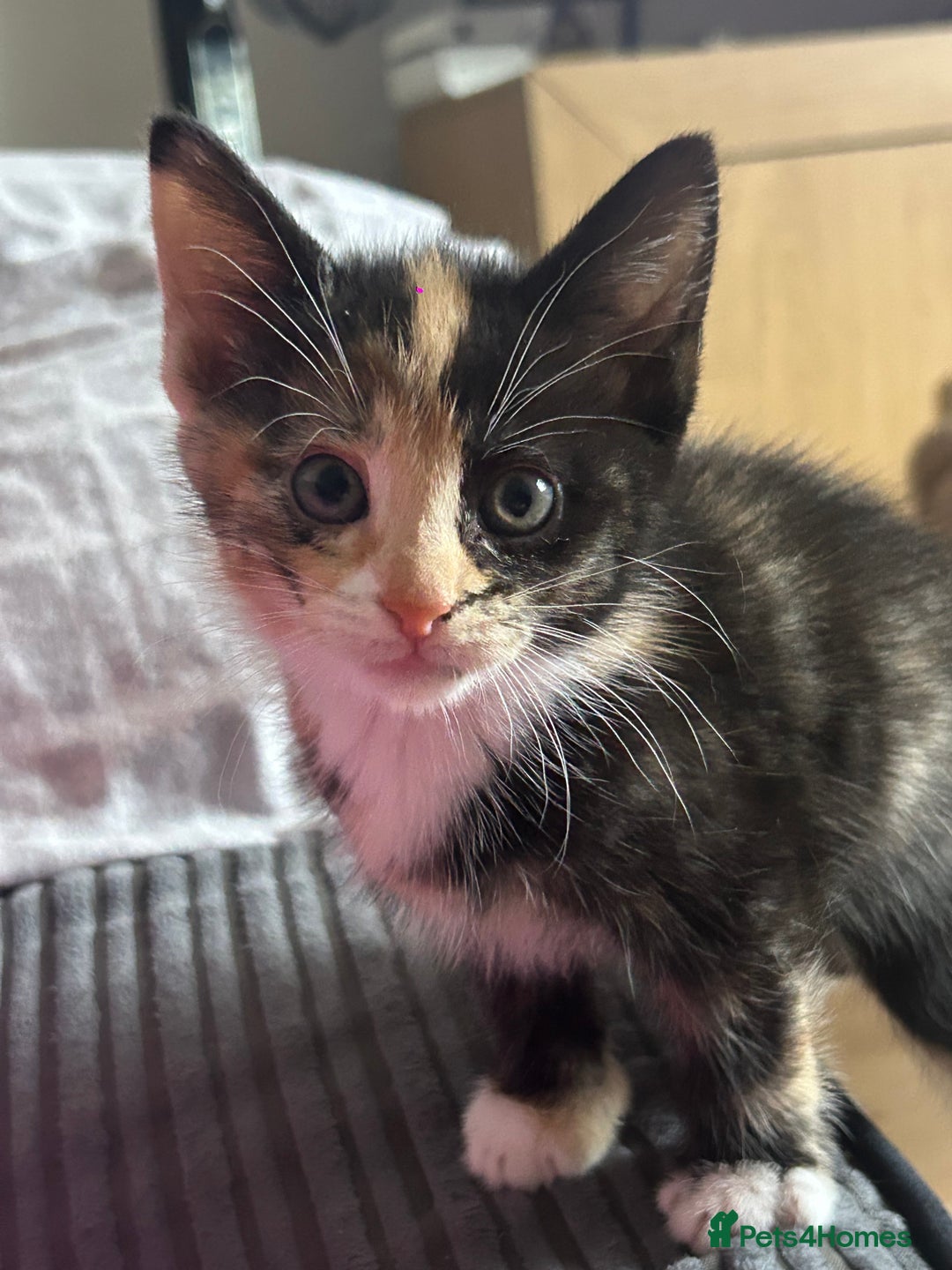 Mixed Breed cats for sale: 4x kittens for sale  - Image 4