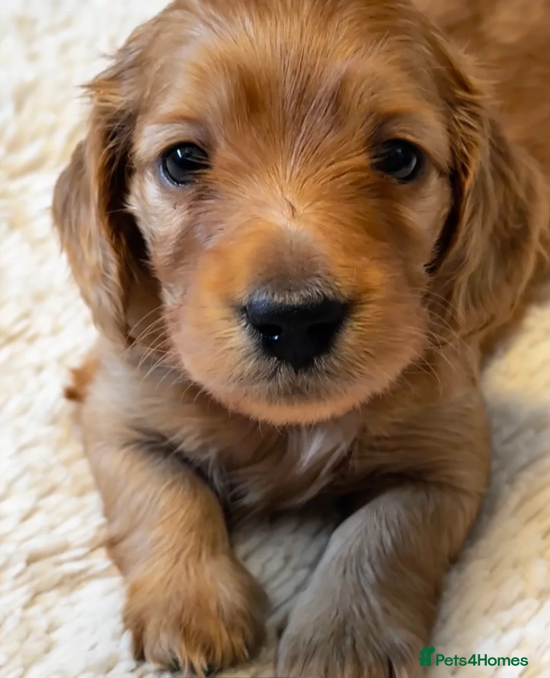 Miniature Dachshund dogs for sale: Gorgeous long haired miniature dachshund  - Advert 2