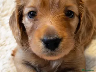 Miniature Dachshund dogs Ready Monday Stunning long haired mini dachshund - Advert 1