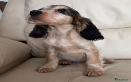 Cocker Spaniel dogs for sale: Beautiful Cocker Spaniel Girl Puppy - Advert 2