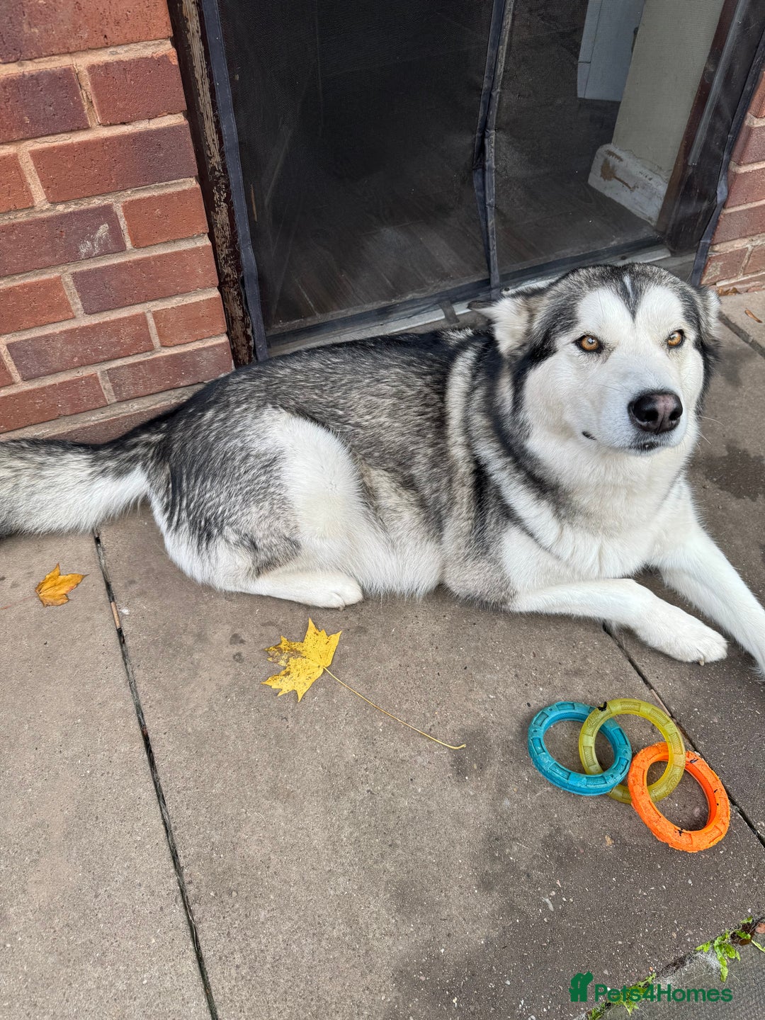 Alaskan Malamute dogs for sale: 3 left beautiful Alaskan malamute puppies  - Advert 9